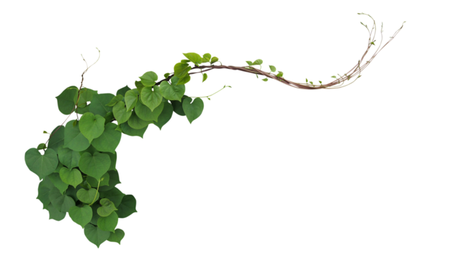 Heart-shape green leaves jungle vine plant bush with twisted vines and tendrils of Obscure morning glory (Ipomoea obscura) climbing vine tropical plant.