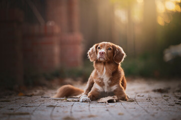 Pies w mieście © Jagoda