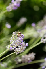 Bee on lavender flowers. Lavandula, Portugal