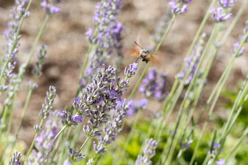 Hummingbird hawk-moth on lavender flowers. Lavandula, Portugal
