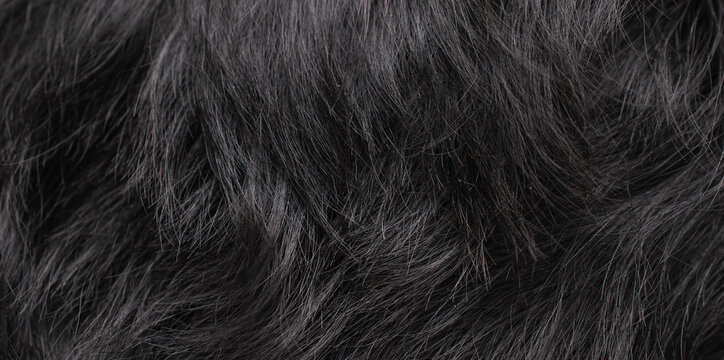 black dog fur with visible texture. background