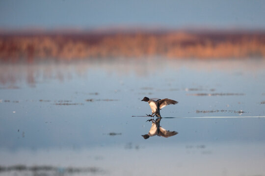 A Goldeneye Duck (Bucephala clangula) lands on shallow marsh waters in northern California's Tule Lake National Wildlife Refuge.