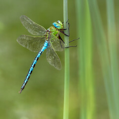 Emperor Dragonfly sitting on reeds
