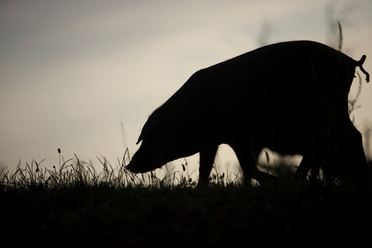 A Spanish Iberian pig, the source of Iberico ham known as pata negra, runs in the countryside.