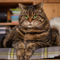 Chubby tabby cat sitting on a cushion in a sphinx-like pose 