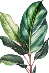 Naklejka na ściany i meble A Stromanthe House Plant Leaf On White Background As Watercolor Illustration