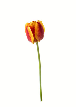 Red-orange tulip flower isolated on white background