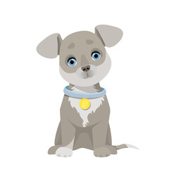 Naklejka premium Cute gray puppy sitting with blue eyes 