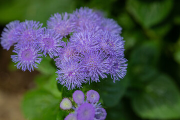 ageratum flowers close-up, macro on a background of green leaves