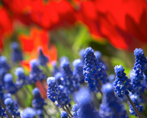 Mouse hyacinths and tulips in a spring flower bed in the garden. Concept Space RGB. Selective focus