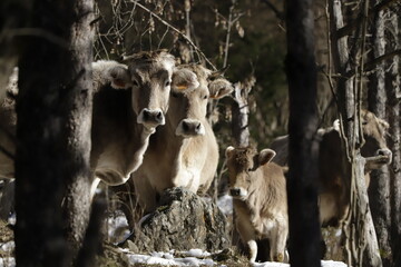 vacas // cows