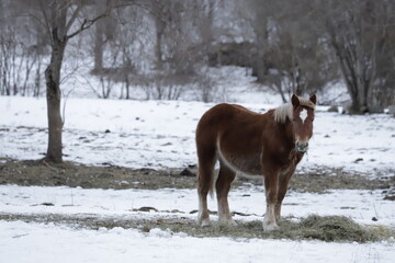 caballo salvaje // wild Horse