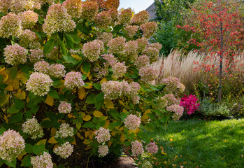 Chicago Fall landscape  that includes Limelight hydrangea chartreuse and pink blossoms, ...