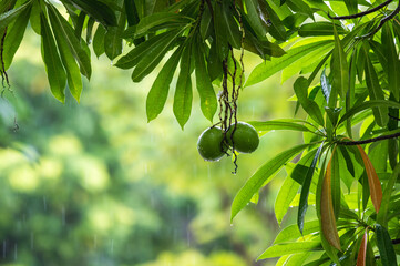 raining shower drop on leaf tree, close up of rainfall in jungle,Heavy Rain Falling on Tree Leaves in forest. droplets fixed on green leaves, Raining day in tropical forest. Raindrop in deep jungle.