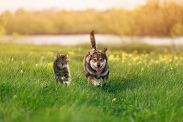 a couple of animal friends a dog and a cat run through the green grass in a summer meadow