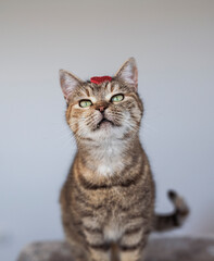 Cute house grey cat posing on light background at home, national cats day, domestic pet