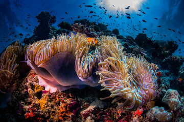 Horizontal photo of a small orange clownfish hides in a beautiful anemone - obrazy, fototapety, plakaty
