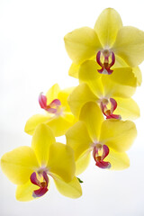 Fototapeta na wymiar gelbe Orchidee 