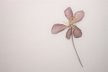 Pale blue herbarium flower on a white table