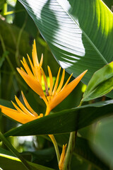 Strelitzia, better known as bird of paradise flower, growing in the wild in Sri Lanka.