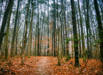 A cold autumn forest trail at Lake Benson Park in Garner, North Carolina in HDR. - obrazy, fototapety, plakaty