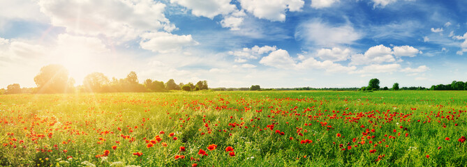 Panoramic view of the field with red poppy flowers in the morning. - obrazy, fototapety, plakaty