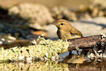 mosquitero común posado en una rama con liquen y musgo (Phylloscopus collybita)​ Málaga Andalucía España 