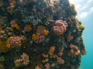 coral reef breathing