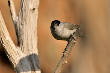 curruca capirotada macho (Sylvia atricapilla) posada en una rama