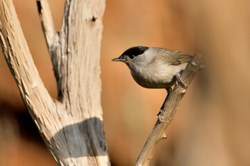 curruca capirotada macho posada en una rama seca (Sylvia atricapilla) Málaga Andalucía España	