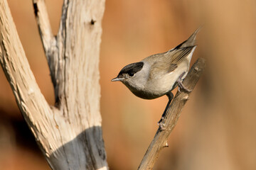curruca capirotada macho posada en una rama seca (Sylvia atricapilla) Málaga Andalucía España	
