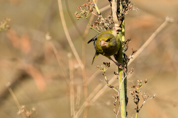 verderón europeo o verderón común​ macho posado en un arbusto (Chloris chloris)​​ Málaga Andalucía España