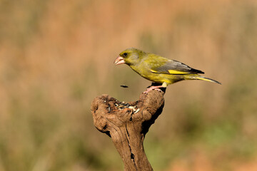  verderón europeo o verderón común​ (Chloris chloris)​​ Málaga Andalucía España