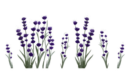 Set of lavender flowers in watercolor style. Hand-drawn vector illustrations, isolated on white background