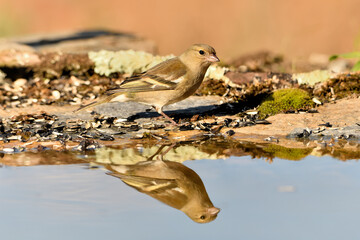 pinzón vulgar hembra (Fringilla coelebs) bebiendo en el estanque del bosque