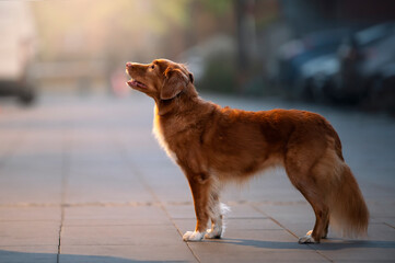 Pies w mieście © Jagoda