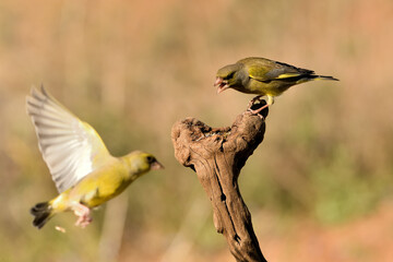  verderón europeo o verderón común​ en vuelo peleando sobre un tronco (Chloris chloris)​ Málaga Andalucía España	
