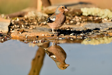 pinzón vulgar macho bebiendo en la charca del parque (Fringilla coelebs) Málaga Andalucía España	