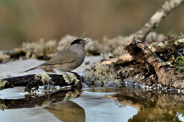 curruca capirotada macho bebiendo en la charca del parque (Sylvia atricapilla) Málaga Andalucía España	