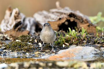 curruca capirotada macho (Sylvia atricapilla) bebiendo en la charca del parque 