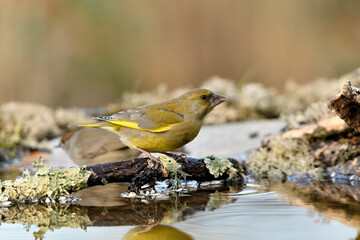  verderón europeo o verderón común​​ bebiendo en el estanque (Chloris chloris) Málaga Andalucía España	
