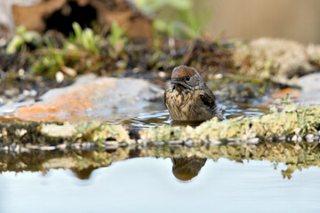 curruca capirotada hembra bañándose en el estanque (Sylvia atricapilla) Málaga Andalucía España
