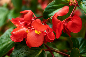 Begonia flower group on a rainy day
