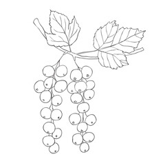 Line Art Currants Branch. Vector Illustration on white Background.
