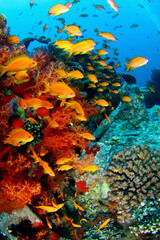 Grupo de peces de colores en arrecife de coral del Mar Rojo