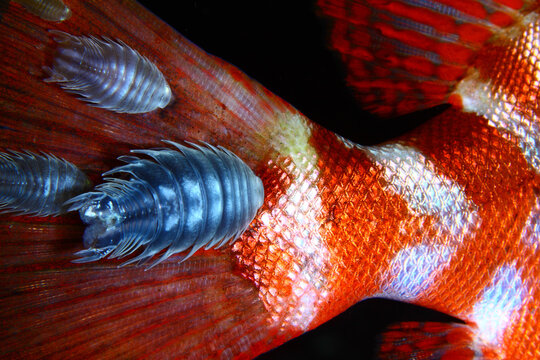Piojos sobre cola de pez Catalufa