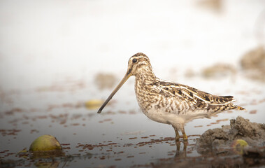 Common Snipe