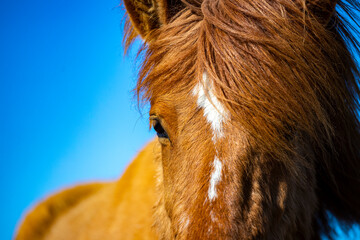 close up on beautiful Icelandic horse head with a windblown mane on a farm, Iceland