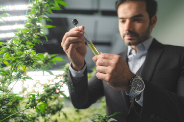 Researchers pouring hemp oil into a science glass tube, Chemist extracting cbd with rotavapor in...