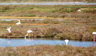 flamingo birds during migration at the mouth of the river